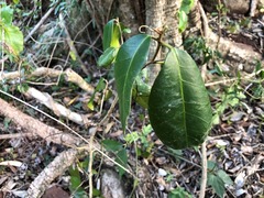 Croton acronychioides
