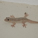 Northern House Gecko - Photo (c) Viral joshi, some rights reserved (CC BY), uploaded by Viral joshi