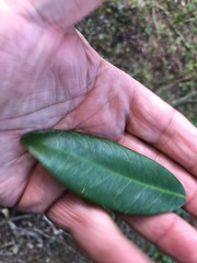 Croton acronychioides