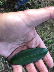 Croton acronychioides