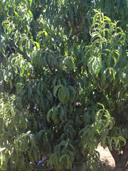 Prunus persica nucipersica