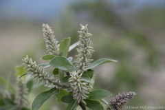 Salix glauca acutifolia
