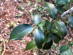 Dinosperma erythrococcum