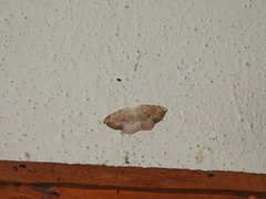 Somatina purpurascens