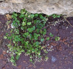 Cochlearia danica