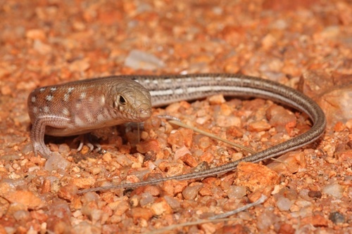 Leopard Ctenotus, Ctenotus pantherinus