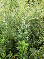 Artemisia vulgaris