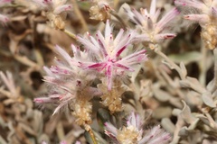 Ptilotus sessilifolius