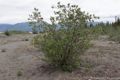 Salix glauca acutifolia