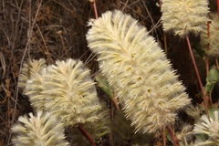 Ptilotus nobilis