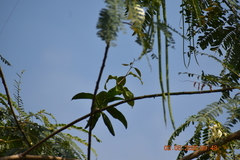 Magnoliopsida