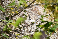 Orthetrum cancellatum