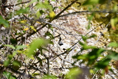 Orthetrum cancellatum