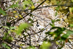 Orthetrum cancellatum