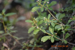 Glinus oppositifolius