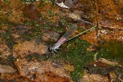 Archineura incarnata