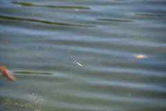 Anax imperator