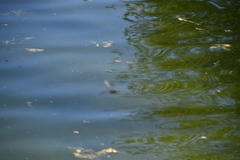 Anax imperator