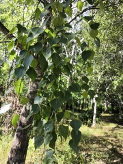 Betula pendula