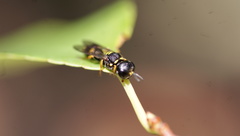 Ectemnius stirpicola