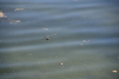 Anax imperator