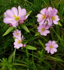 Sabatia capitata