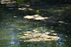 Anax imperator