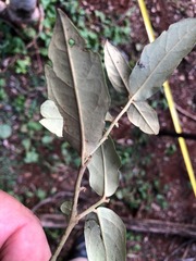 Solanum corifolium