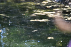 Anax imperator