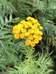 Tanacetum vulgare