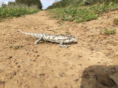 Bradypodion occidentale