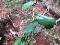 Solanum corifolium