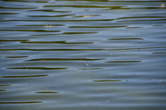 Anax imperator