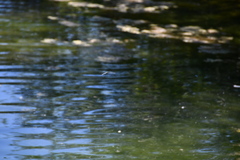 Anax imperator