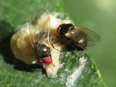 Lonchaeinae