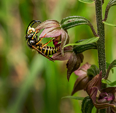 Dolichovespula norwegica