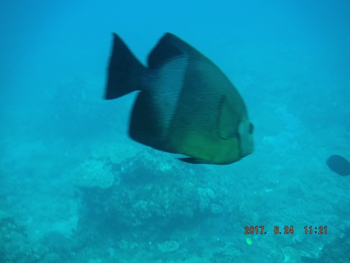 Pomacanthus rhomboides