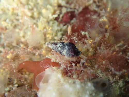 Representative image of Chauvetiidae