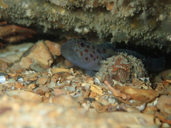 Thorogobius ephippiatus
