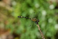 Lamelligomphus formosanus