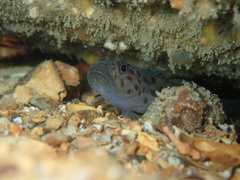 Thorogobius ephippiatus