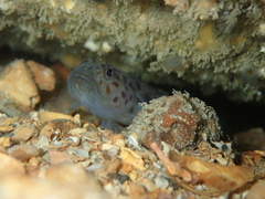 Thorogobius ephippiatus