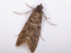 Pyla fusca