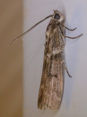 Pyla fusca