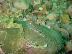 Pomatoschistus pictus