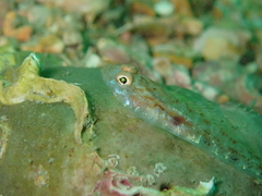 Pomatoschistus pictus