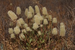 Ptilotus nobilis
