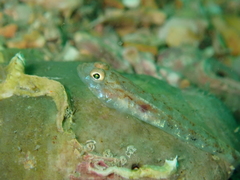 Pomatoschistus pictus