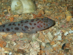 Thorogobius ephippiatus