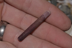 Phyllacanthus parvispinus